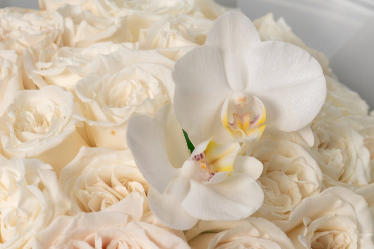 White orchid flowers arranged among cream-colored roses, with soft natural lighting and a clean light background.